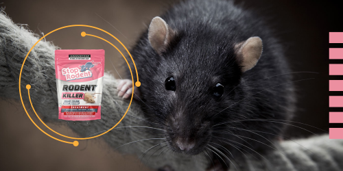 Produto anti-roedores : Conselhos para uso em ambiente industrial