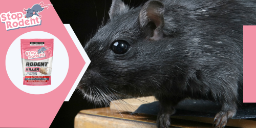 Elimine eficazmente os roedores em restaurantes e empresas com um produto anti-roedores