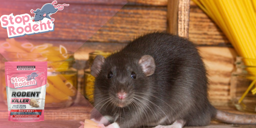 Como erradicar roedores em uma casa?