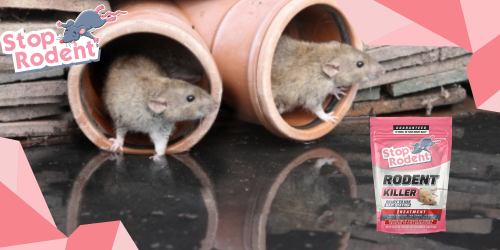 Os benefícios de usar um produto de controle de roedores ecologicamente correto como “Pasta anti-roedores”