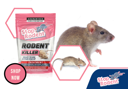 Os 10 melhores produtos repelentes de roedores para proteger sua casa